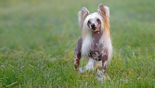 Best best sale hypoallergenic dogs